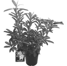 Rhododendron Schneegold im Topf