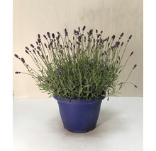 Lavendel in einem Pflanztopf