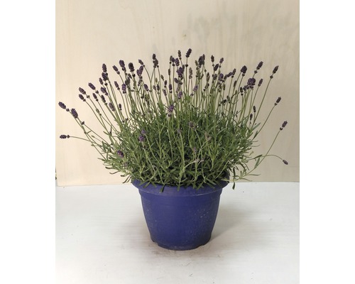 Lavendel in einem Pflanztopf