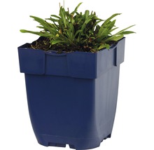 Pflanze in einem blauen Pflanzgefäß