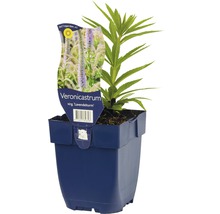 Veronicastrum Jungpflanze im Topf