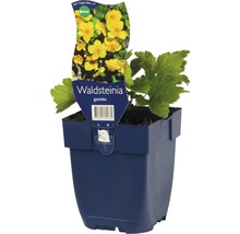 Golderdbeere FloraSelf Waldsteinia geoides H 5-10 cm Co 0,5 L