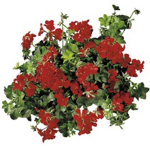 Rote Geranienblüten mit grünen Blättern