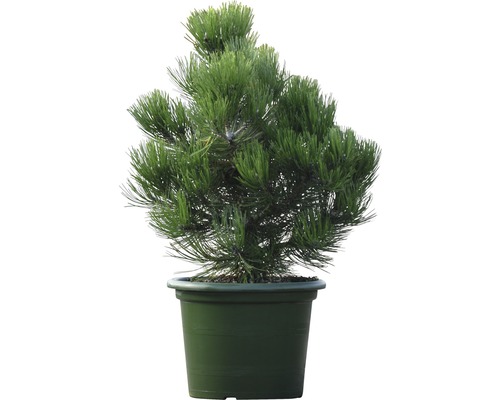 Schlangenhaut-Kiefer Botanico Pinus leucodermis 'Compact Gem' H 40-50 cm Co 10 L Kiefer im Topf als Zierpflanze