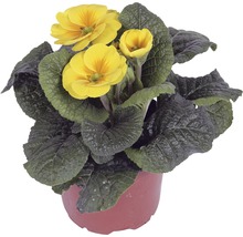 Gelbe Primel im Topf