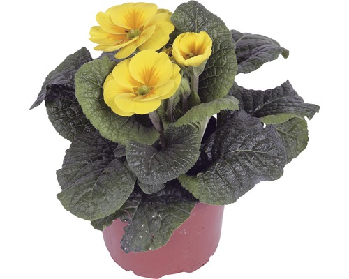 Gelbe Primel im Topf