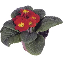 Topfprimel mit roten Blüten und grünen Blättern im Topf