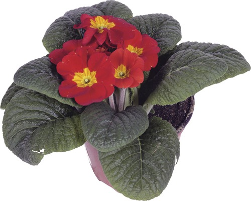 Topfprimel mit roten Blüten und grünen Blättern im Topf