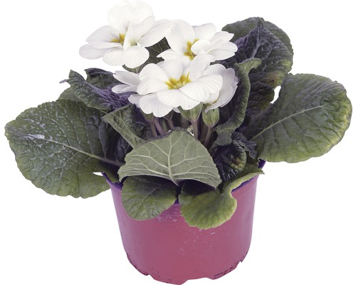 Weiße Primel im Topf