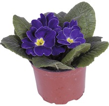 Topfprimel mit blauen Blüten und grünen Blättern