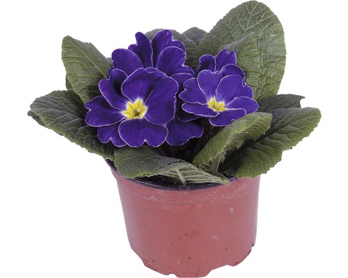 Topfprimel mit blauen Blüten und grünen Blättern