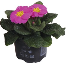 Primel im Topf mit Blüte