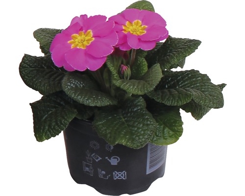 Primel im Topf mit Blüte