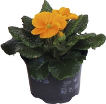 Gelbe Primel im Topf