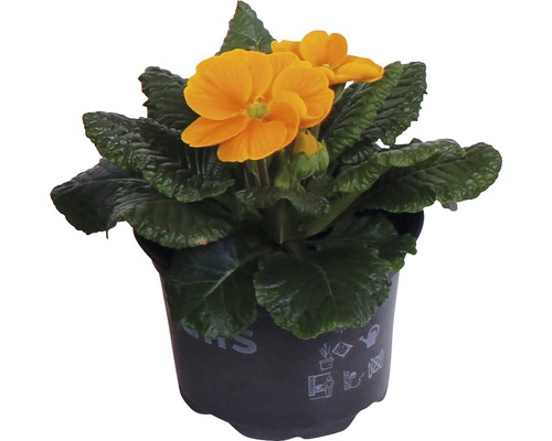 Gelbe Primel im Topf