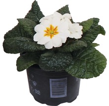 Weiße Primel im Topf