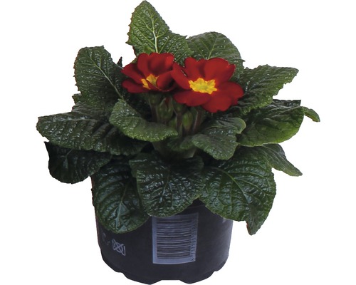 Topfprimel mit roten Blüten