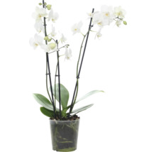 Weiße Orchidee im Topf