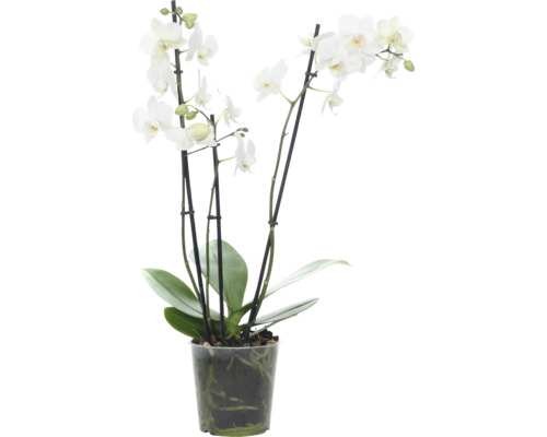 Schmetterlingsorchidee Phalaenopsis multiflora 'Venice' H 45-55 cm weiß