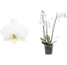 Weiße Orchidee im Topf und Nahaufnahme einer Blüte