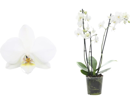 Weiße Orchidee im Topf und Nahaufnahme einer Blüte