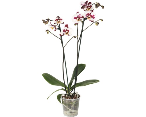 Schmetterlingsorchidee FloraSelf Phalaenopsis Hybride 'Polka Dots' H 55-70 cm Ø 12 cm Topf 2 Rispen