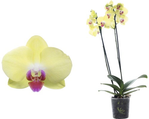 Gelbe Orchidee im Topf, Nahaufnahme einer Blüte