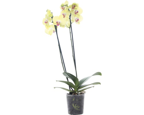 Schmetterlingsorchidee FloraSelf Phalaenopsis Hybride 'Fuller Sunset' H 55-70 cm Ø 12 cm Topf 2 Rispen