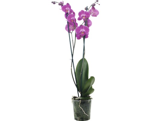 Schmetterlingsorchidee FloraSelf Phalaenopsis Hybride 'Atlantis' H 55-70 cm Ø 12 cm Topf 2 Rispen