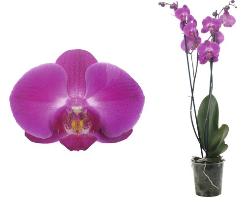 Phalaenopsis Orchidee im Topf mit Blüte im Detail