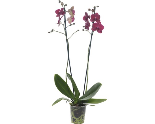 Schmetterlingsorchidee FloraSelf Phalaenopsis Hybride 'Montreux' H 55-70 cm Ø 12 cm Topf 2 Rispen