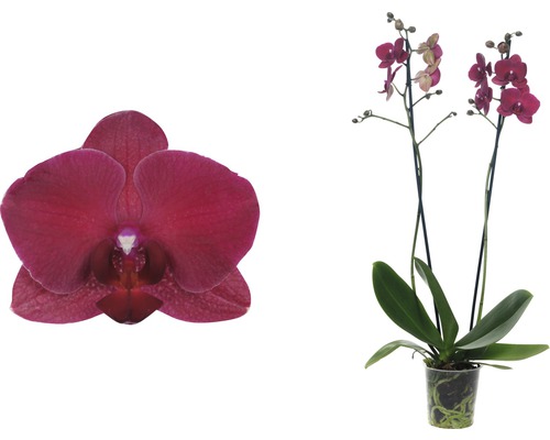 Phalaenopsis Orchidee mit Blüte im Topf