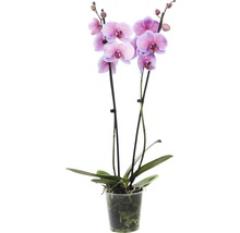 Orchidee in einem transparenten Topf