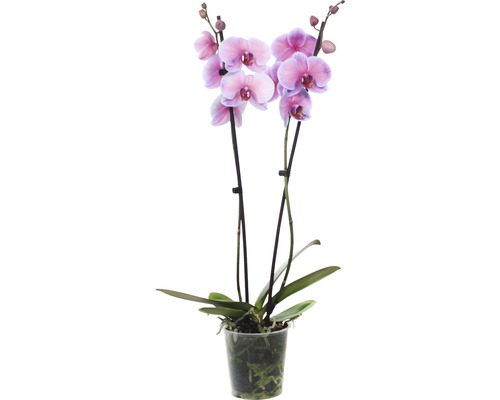 Schmetterlingsorchidee FloraSelf Phalaenopsis Hybride 'Royal Sensation' H 55-70 cm Ø 12 cm Topf 2 Rispen