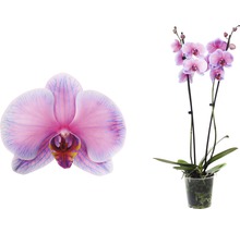 Orchidee im Topf und Orchideenblüte im Detail