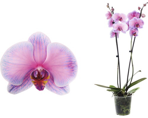 Orchidee im Topf und Orchideenblüte im Detail