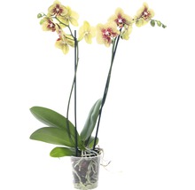 Gelbe Orchidee mit roten Akzenten im Topf.