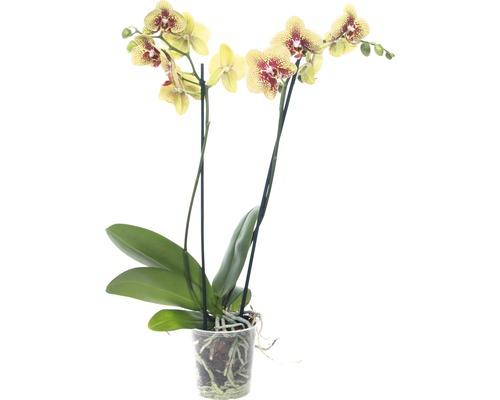 Gelbe Orchidee mit roten Akzenten im Topf.
