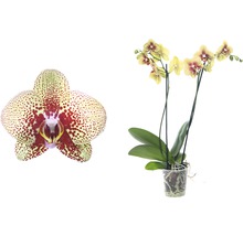 Gelb gepunktete Orchidee in einem transparenten Topf