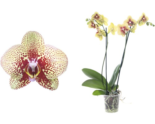 Gelb gepunktete Orchidee in einem transparenten Topf