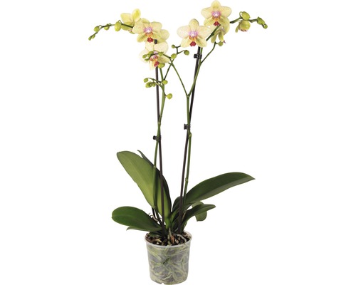 Schmetterlingsorchidee FloraSelf Phalaenopsis Hybride 'Maya' H 55-70 cm Ø 12 cm Topf 2 Rispen