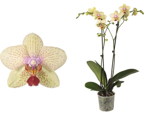 Gelb gepunktete Orchidee im Topf, Nahaufnahme einer Blüte