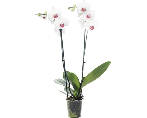 Schmetterlingsorchidee FloraSelf Phalaenopsis Hybride 'Red Lip' H 55-70 cm Ø 12 cm Topf 2 Rispen