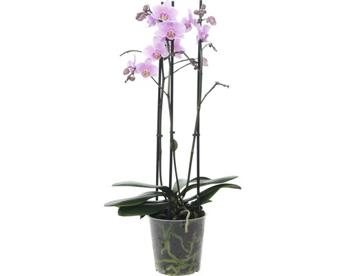 Schmetterlingsorchidee FloraSelf Phalaenopsis multiflora 'Rosanna' H 50-65 cm Ø 12 cm Topf 3 Rispen