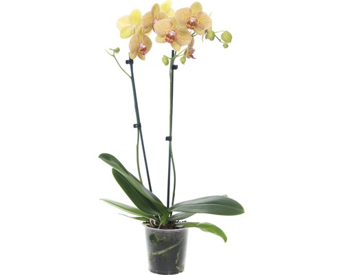 Schmetterlingsorchidee Phalaenopsis Hybride 'Baldans Kaleidoscope' H 55-70 cm orange Gelb gepunktete Orchidee im Topf
