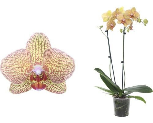 Gelb-rot gestreifte Schmetterlingsorchidee im Topf