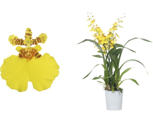 Gelbe Tanzende Orchidee im Topf und Nahaufnahme einer Blüte