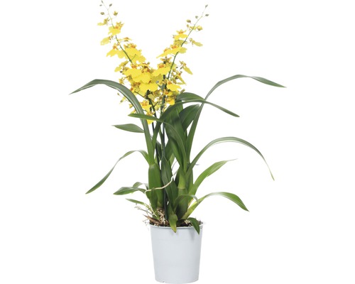 Kahnorchidee FloraSelf Oncidium Hybride 'Munsterland Stern' H 55-70 cm Ø 12 cm Topf 2 Rispen