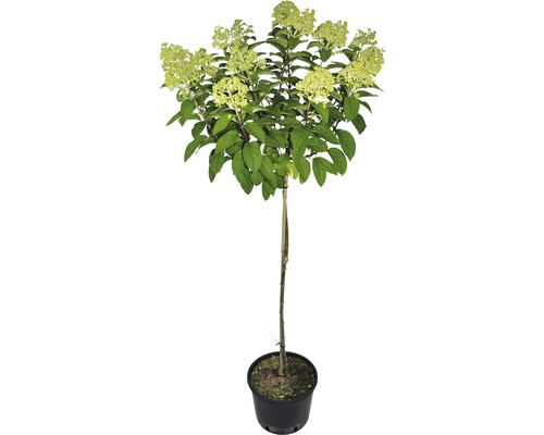 Rispenhortensie Hydrangea paniculata 'Bobo' H 100-125 cm Co 7,5 L Rispenhortensie auf Stamm im Topf