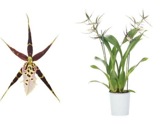 Brassia-Orchidee im Topf mit Blüte im Detail